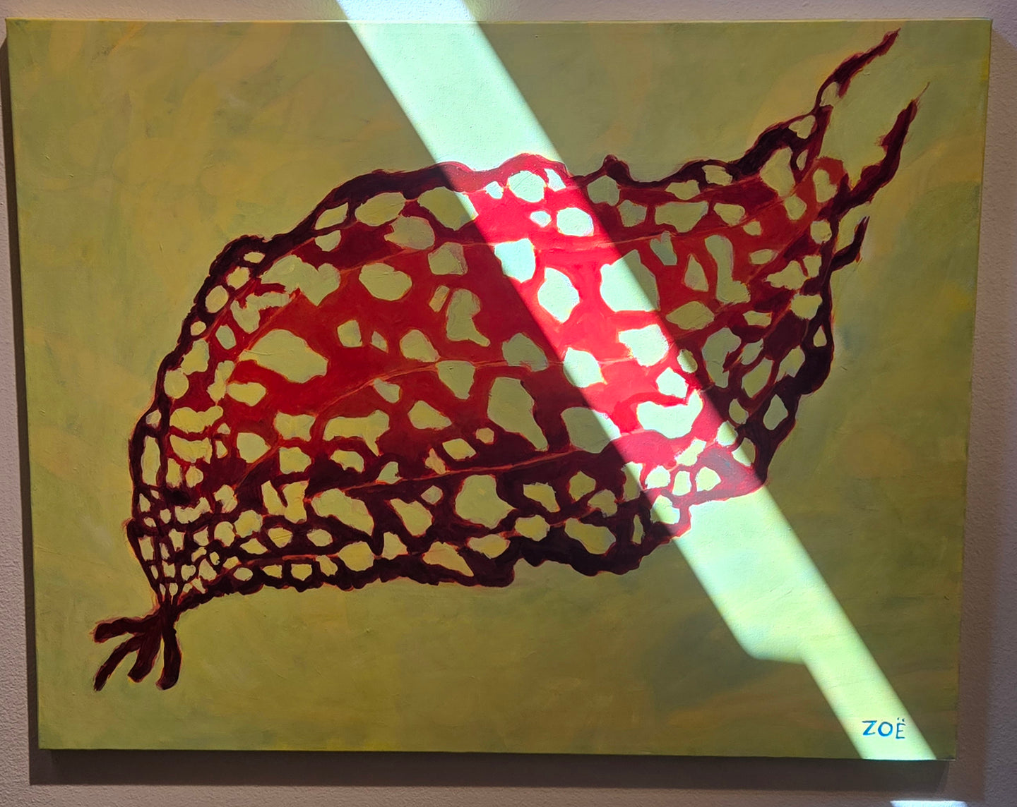 Costaria Costata - Zoë Reynolds