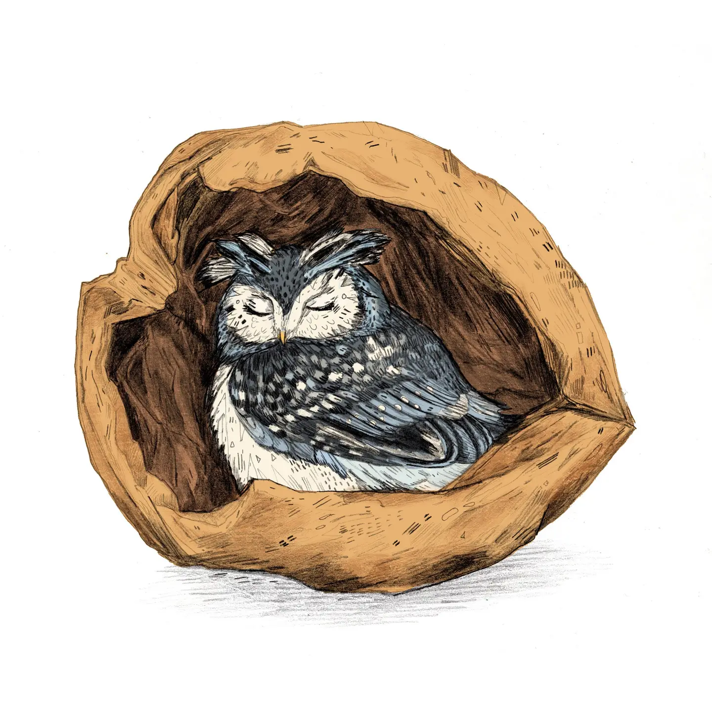 Belly of a Walnut - Sandra Dieckmann
