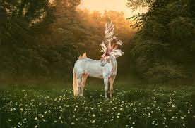 Chiron Bellucetes - Andrea Du Plessis