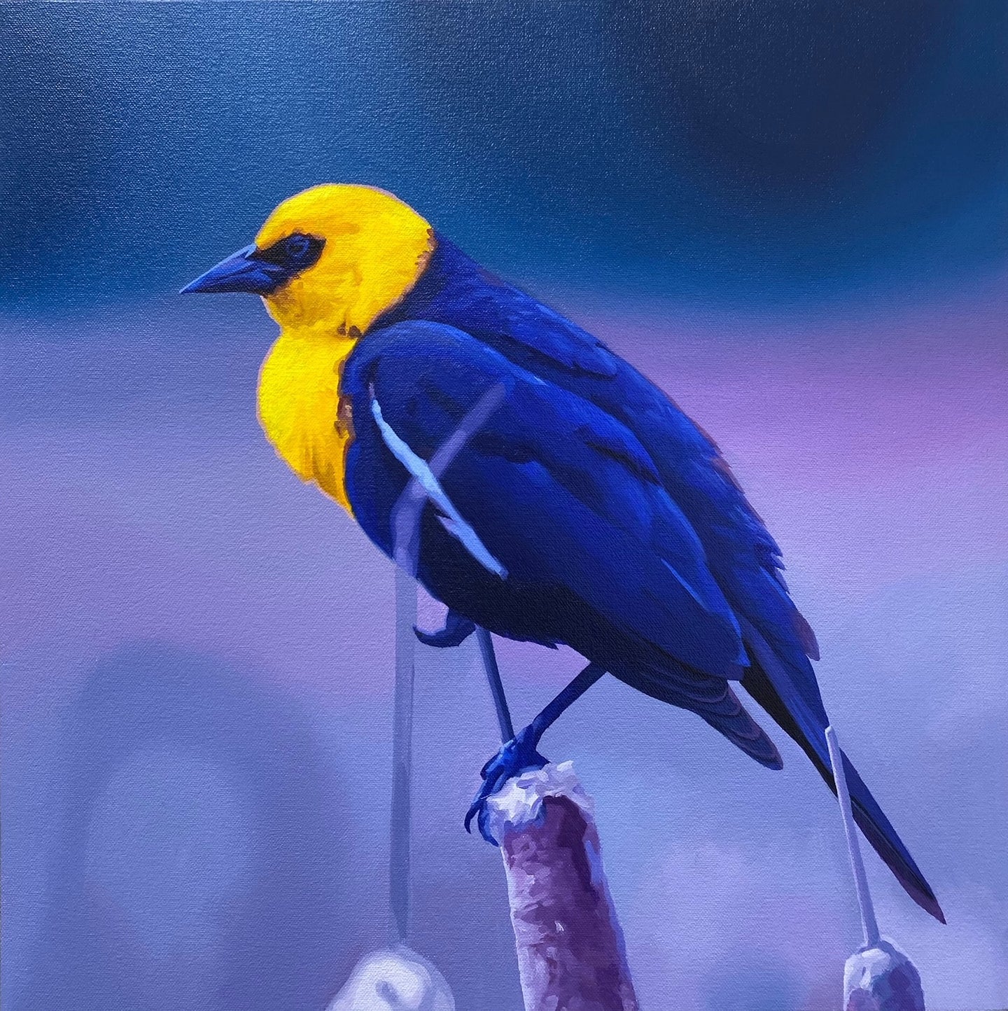 Yellow-headed Blackbird - David Rice